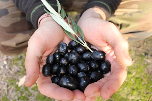 Nos étapes pour obtenir une huile d'olive de qualité.